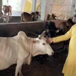 গরুকে আদর করলে রক্তচাপ কমে! ‘গরুর দুধে সোনা’র পর গোমাতা নিয়ে মন্ত্রী দিলীপের নয়া দাবি