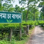 গুলমা চা বাগানে বাঘের আতঙ্ক! সকালে লোকালয়ে বাঘের দেখা, বন দফতরকে খবর